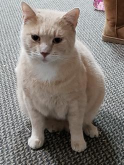 Chubby grumpy orange tabby cat sitting in chair like Danny Devito.