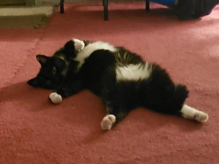 A tuxedo cat, black cat with white stomach and white paws laying on the floor stretched out, cutely looking into the camera