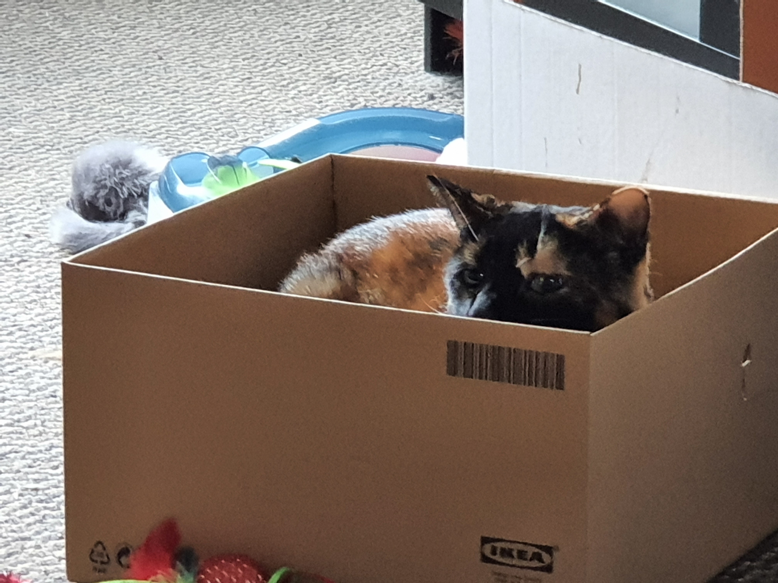 Brown calico cat sitting in a cardboard box, cat looking nosey