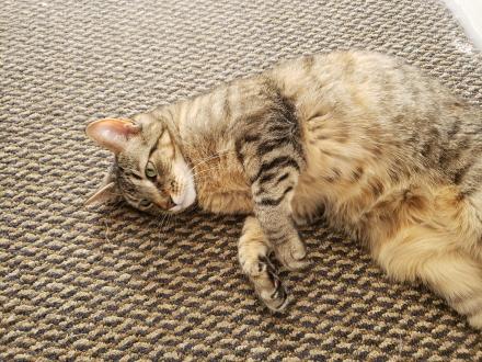 Standard extremely photogenic american shorthair cat laying on the floor